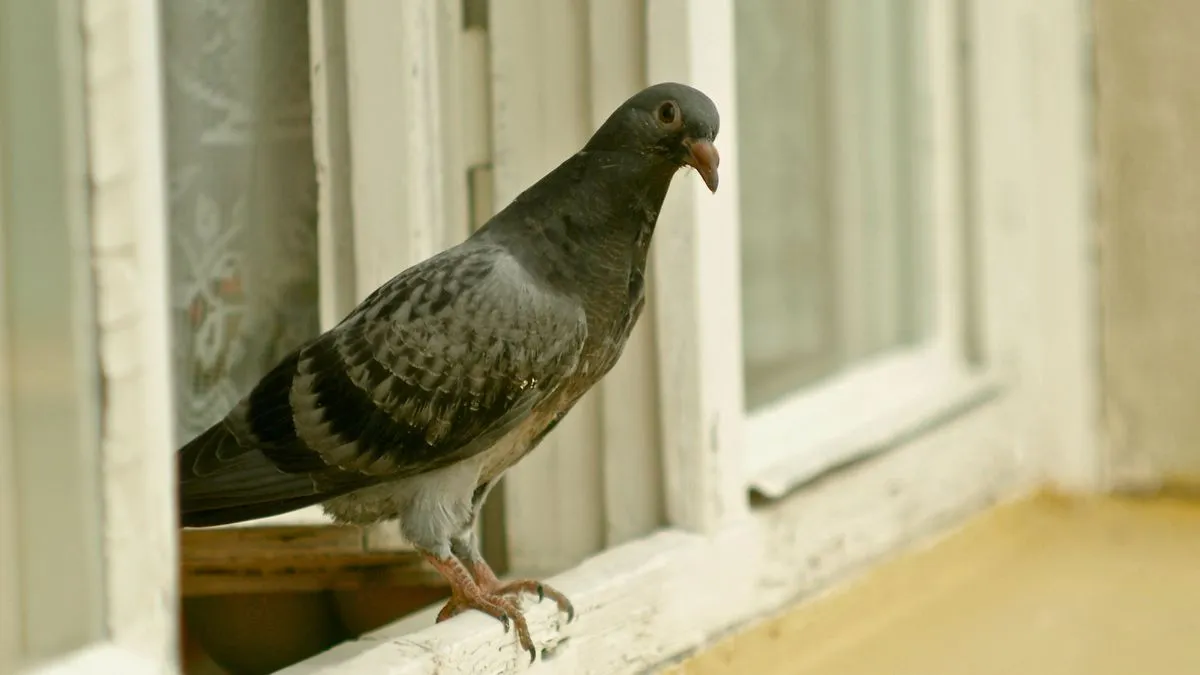 Duvor i hemmet — deras symbolik och praktiska betydelse