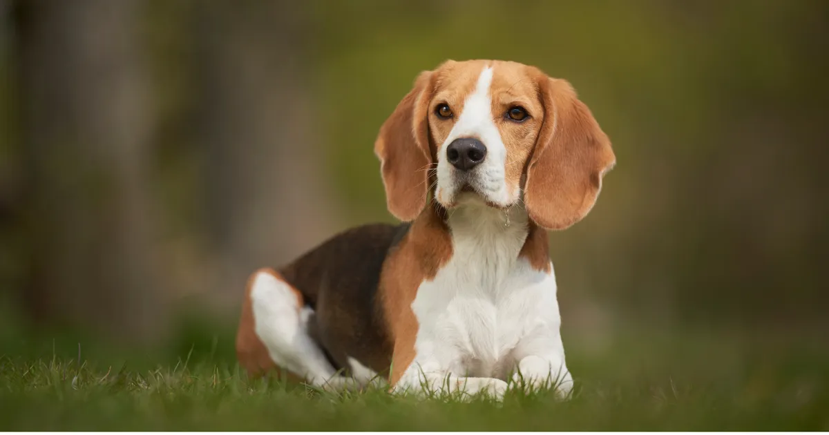 Tio hundraser som knyter starkast känsloband till sina människor