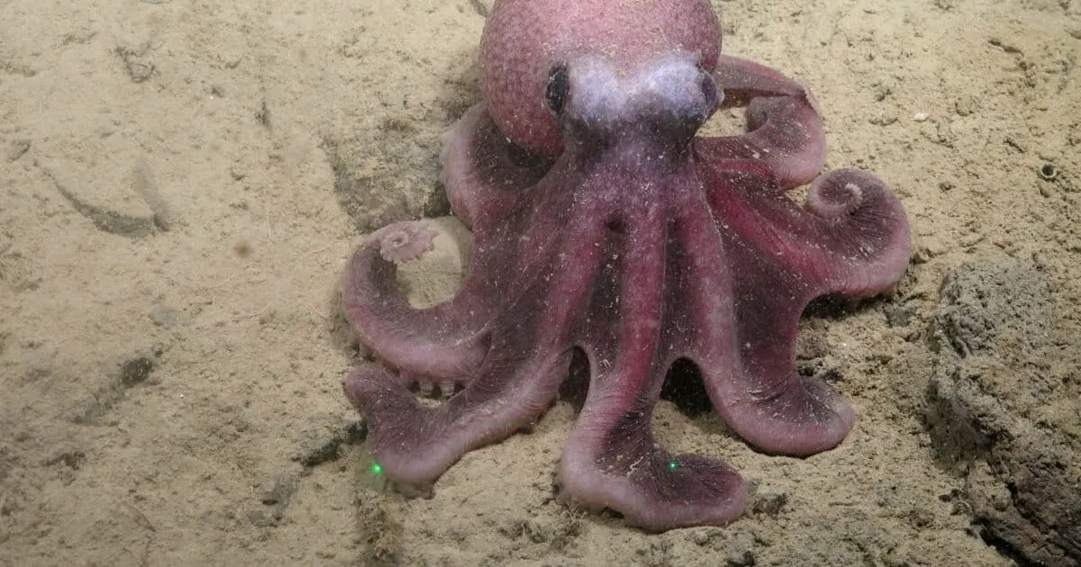 Upptäckten av Graneledone Sellanesi: en ny art av djuphavspolyp